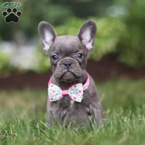Mildred, Frenchton Puppy