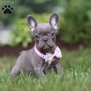 Mildred, Frenchton Puppy