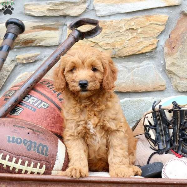 Miles, Mini Goldendoodle Puppy