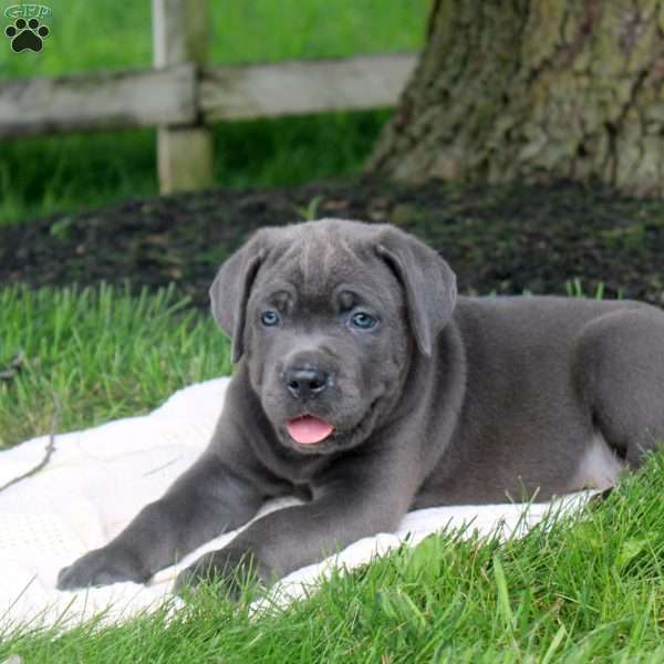 Miles, Cane Corso Puppy