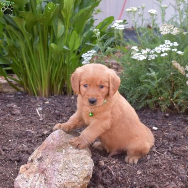 Miles, Golden Retriever Puppy