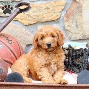 Miles, Mini Goldendoodle Puppy
