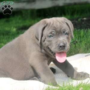 Miles, Cane Corso Puppy