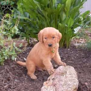 Miles, Golden Retriever Puppy