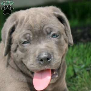 Miles, Cane Corso Puppy
