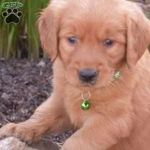 Miles, Golden Retriever Puppy