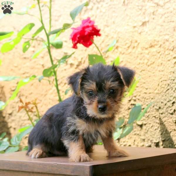 Miley, Yorkie Puppy