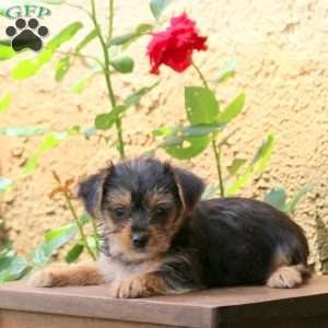Miley, Yorkie Puppy