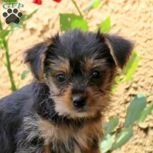 Miley, Yorkie Puppy