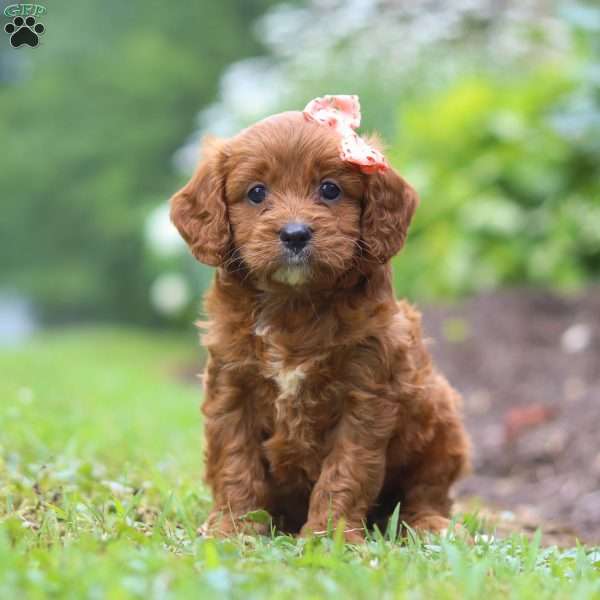 Miley, Cavapoo Puppy