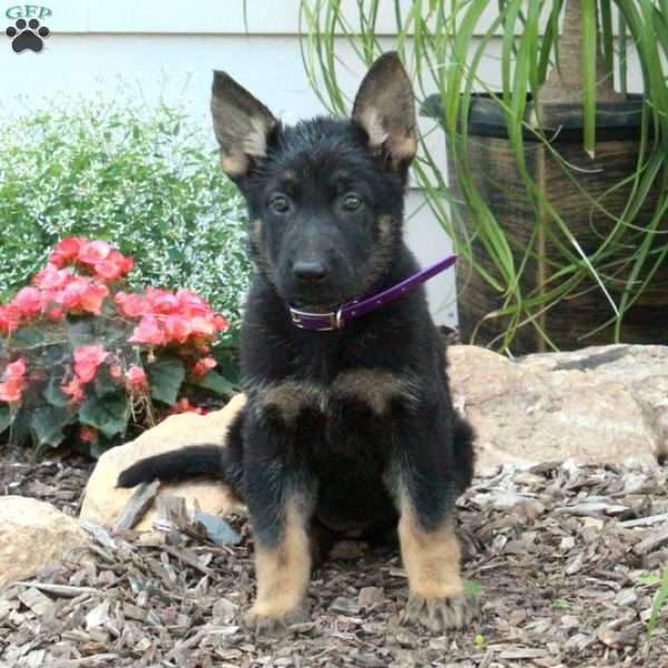 Millie, German Shepherd Puppy