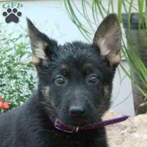 Millie, German Shepherd Puppy