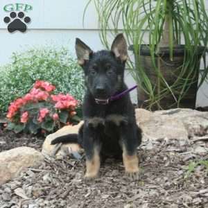 Millie, German Shepherd Puppy