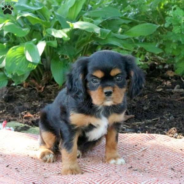 Milly, Cavalier King Charles Spaniel Puppy