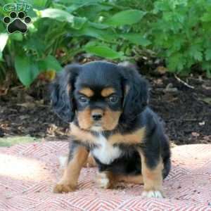 Milly, Cavalier King Charles Spaniel Puppy