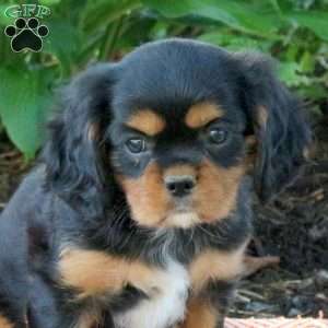 Milly, Cavalier King Charles Spaniel Puppy