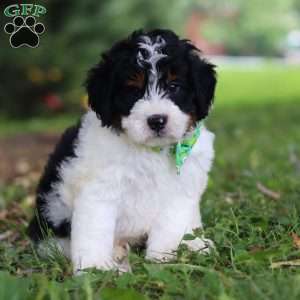 Milo, Mini Bernedoodle Puppy