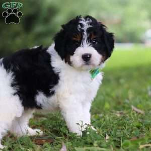 Milo, Mini Bernedoodle Puppy