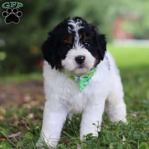 Milo, Mini Bernedoodle Puppy