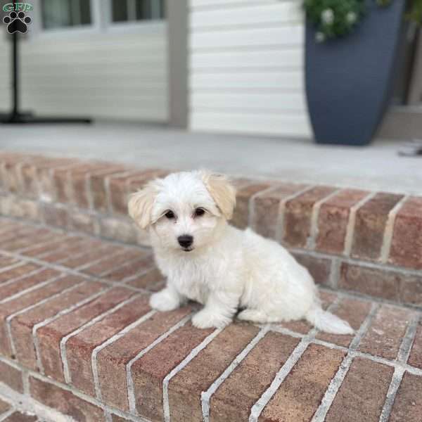 Milo, Coton de Tulear Puppy