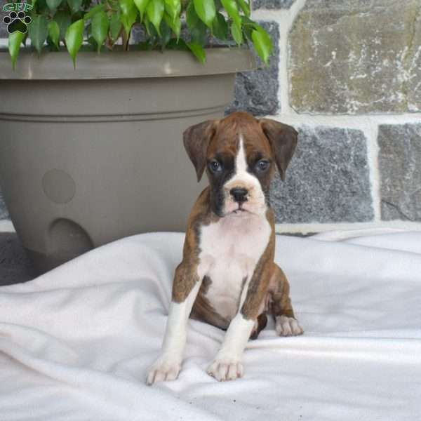 Milo, Boxer Puppy
