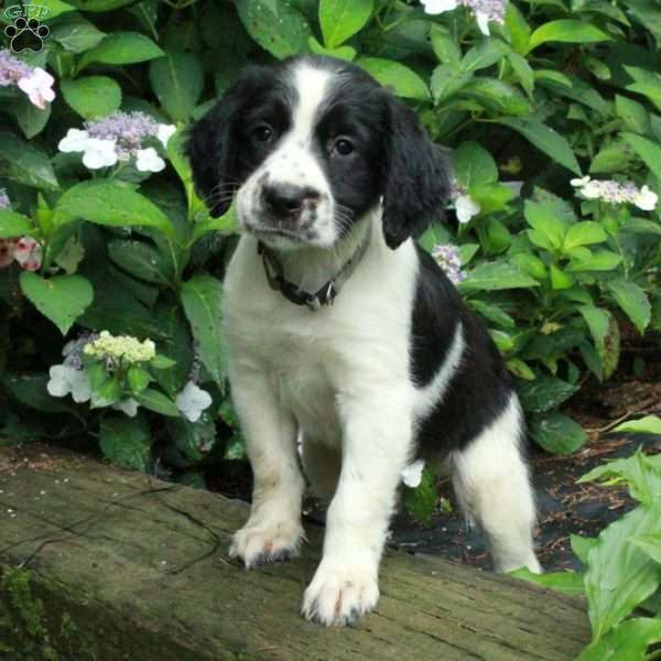Milo, English Springer Spaniel Puppy