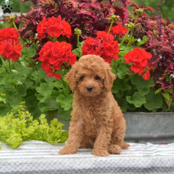 Milo, Miniature Poodle Puppy