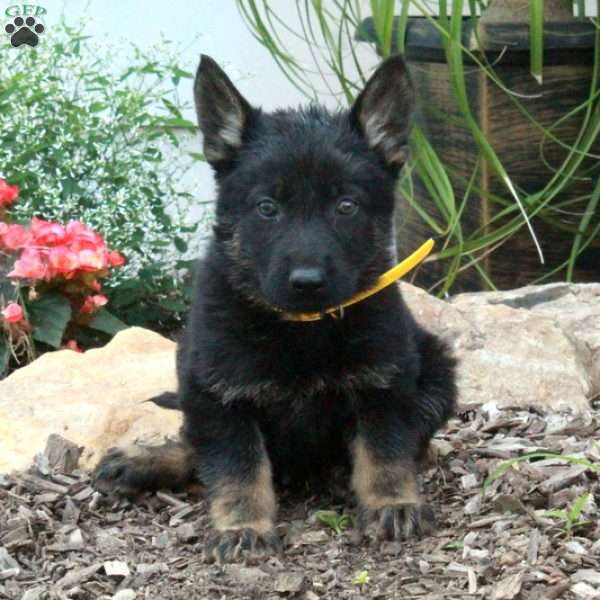 Milo, German Shepherd Puppy
