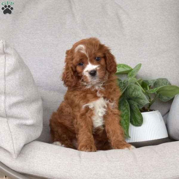 Milo, Cavapoo Puppy