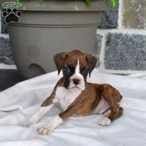 Milo, Boxer Puppy