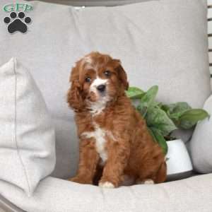 Milo, Cavapoo Puppy
