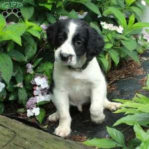 Milo, English Springer Spaniel Puppy