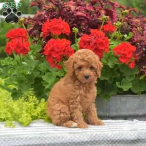 Milo, Miniature Poodle Puppy