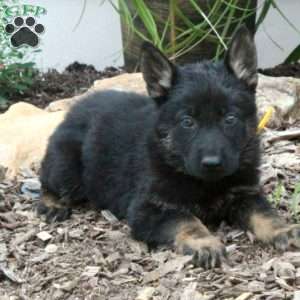 Milo, German Shepherd Puppy