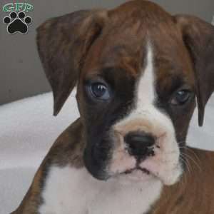 Milo, Boxer Puppy