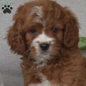 Milo, Cavapoo Puppy