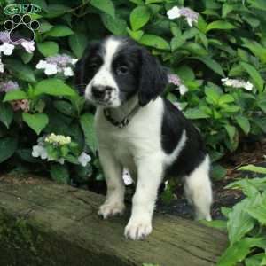 Milo, English Springer Spaniel Puppy