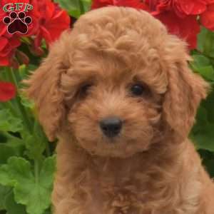 Milo, Miniature Poodle Puppy
