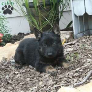 Milo, German Shepherd Puppy
