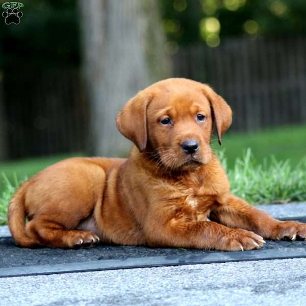 Milo, Fox Red Labrador Retriever Puppy