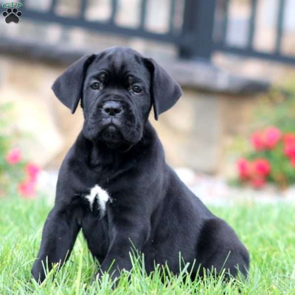 Milo, Cane Corso Puppy