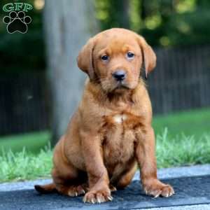 Milo, Fox Red Labrador Retriever Puppy