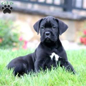 Milo, Cane Corso Puppy