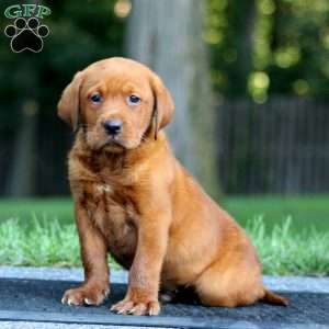 Milo, Fox Red Labrador Retriever Puppy