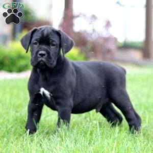 Milo, Cane Corso Puppy