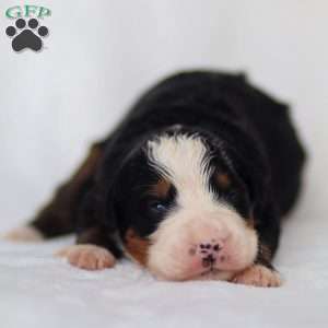 Milo, Mini Bernedoodle Puppy