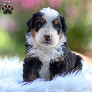 Milo, Mini Bernedoodle Puppy