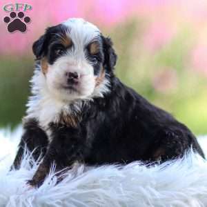 Milo, Mini Bernedoodle Puppy
