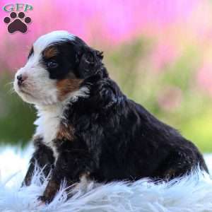 Milo, Mini Bernedoodle Puppy
