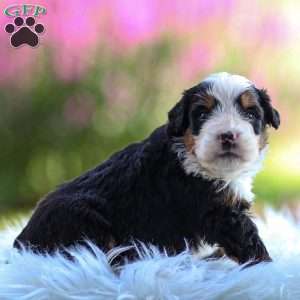 Milo, Mini Bernedoodle Puppy
